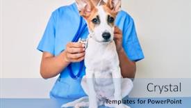  Presentation with puppy - Slide deck featuring young-puppy-at-the-veterinarian background and a light blue colored foreground