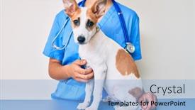  Presentation with puppy - PPT theme consisting of young-puppy-at-the-veterinarian background and a light blue colored foreground