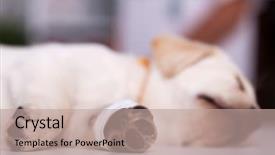  Presentation with puppy - Colorful presentation theme enhanced with young puppy dog having backdrop and a coral colored foreground