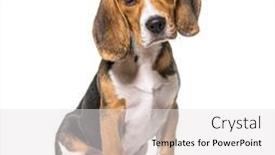  Presentation with old young - Presentation theme enhanced with young-puppy-three-months-old background and a light gray colored foreground