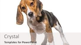  Presentation with beagle dog - Cool new presentation design with young-puppy-three-months-old backdrop and a light gray colored foreground