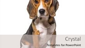  Presentation with old young - Presentation theme consisting of young-puppy-three-months-old background and a light gray colored foreground