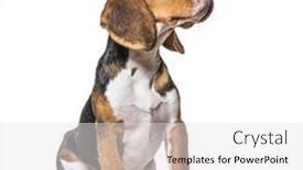  Presentation with old dog - Presentation design featuring young-puppy-three-months-old background and a white colored foreground