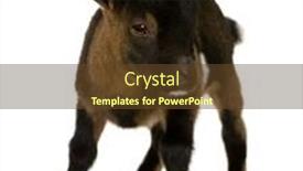  Presentation with pygmy goat - Colorful slides enhanced with young pygmy goat in front backdrop and a tawny brown colored foreground