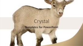  Presentation with pygmy goat - Presentation with young pygmy goat in front background and a coral colored foreground