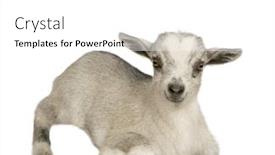  Presentation with pygmy goat - Presentation theme featuring young pygmy goat in front of a white background background and a white colored foreground