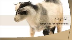  Presentation with pygmy goat - Presentation design enhanced with photos were taken in benin background and a coral colored foreground