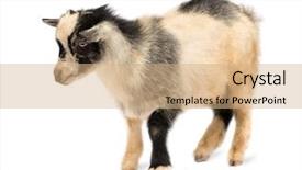  Presentation with pygmy goat - Amazing presentation theme having photos were taken in benin backdrop and a coral colored foreground