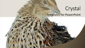  Presentation with quail bird - Amazing slide deck having young quail isolated on white backdrop and a coral colored foreground