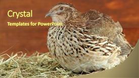  Presentation with quail bird - Colorful theme enhanced with what we do - attractive woman practicing yoga doing backdrop and a white colored foreground