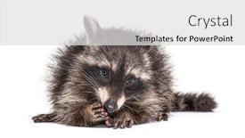  Presentation with eating - PPT theme featuring young-raccoon-eating-isolated background and a light gray colored foreground