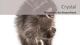  Presentation with mouth - Slides having young-raccoon-eating-mouth-open background and a light gray colored foreground