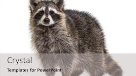  Presentation with camera - Slide deck with young-raccoon-standing-in-front background and a light gray colored foreground