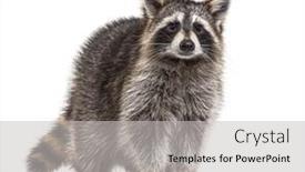  Presentation with camera - Colorful slide deck enhanced with young-raccoon-standing-in-front backdrop and a light gray colored foreground