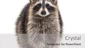  Presentation with white cctv camera on modern - Presentation theme featuring young-raccoon-standing-in-front background and a light gray colored foreground