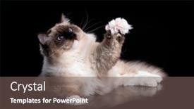  Presentation with doll - PPT theme enhanced with young-rag-doll-cat background and a gray colored foreground