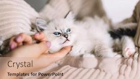  Presentation with friendship - Audience pleasing PPT theme consisting of young ragdoll cat stroked backdrop and a coral colored foreground