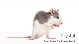  Presentation with white rat - PPT theme consisting of young rat against white background background and a sky blue colored foreground
