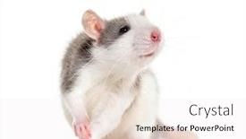  Presentation with white rat - Slide set featuring young rat against white background background and a sky blue colored foreground