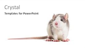 Presentation with white rat - Presentation design consisting of young rat against white background background and a white colored foreground