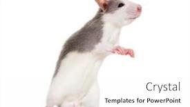  Presentation with rat - PPT layouts enhanced with young rat rearing up to sniff against white background background and a white colored foreground