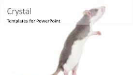  Presentation with rat - Theme with young rat rearing up to sniff against white background background and a white colored foreground