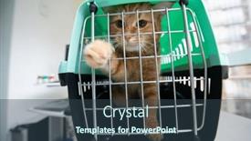  Presentation with cat - Presentation design featuring young-red-cat and a ocean colored foreground