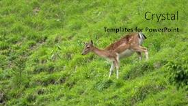  Presentation with deer - Slide deck consisting of young-red-deer-running-down background and a tawny brown colored foreground