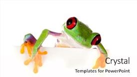  Presentation with frog - Cool new presentation theme with young red eyed tree frog backdrop and a pink colored foreground