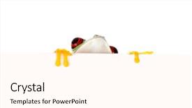  Presentation with frog - Audience pleasing slides consisting of young red eyed tree frog backdrop and a cream colored foreground