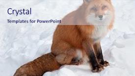  Presentation with fox - PPT layouts having young red fox background and a  colored foreground