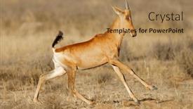  Presentation with south africa - Theme with young-red-hartebeest-alcelaphus-buselaphus background and a  colored foreground