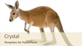  Presentation with kangaroo - Cool new slide set with young red kangaroo 9 months backdrop and a lemonade colored foreground