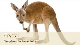  Presentation with kangaroo - Presentation design enhanced with young red kangaroo 9 months background and a lemonade colored foreground