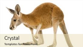  Presentation with kangaroo - Amazing presentation theme having young red kangaroo 9 months backdrop and a lemonade colored foreground