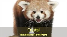  Presentation with red panda - Presentation design having young red panda or shining background and a tawny brown colored foreground