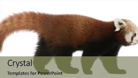  Presentation with red panda - Audience pleasing presentation theme consisting of young red panda or shining backdrop and a violet colored foreground