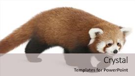  Presentation with red panda - Cool new presentation design with young red panda or shining backdrop and a light gray colored foreground