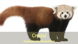  Presentation with red panda - Presentation theme enhanced with young red panda or shining background and a tawny brown colored foreground