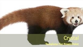  Presentation with red panda - Presentation with young red panda or shining background and a tawny brown colored foreground