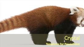  Presentation with red panda - Presentation theme consisting of young red panda or shining background and a tawny brown colored foreground