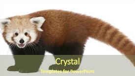  Presentation with red panda - Presentation theme featuring young red panda or shining background and a violet colored foreground