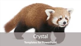  Presentation with red panda - Presentation theme with young red panda or shining background and a gray colored foreground