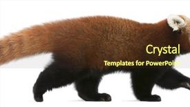 Presentation with red panda - Presentation theme having young red panda or shining background and a tawny brown colored foreground