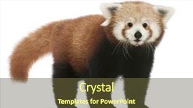  Presentation with red panda - Cool new PPT theme with young red panda or shining backdrop and a tawny brown colored foreground
