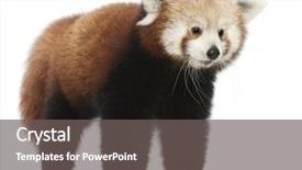  Presentation with red panda - PPT theme with young red panda or shining background and a gray colored foreground
