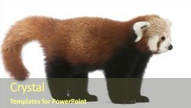  Presentation with red panda - Slide deck having young red panda or shining background and a tawny brown colored foreground