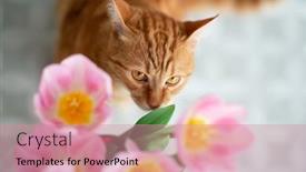  Presentation with cat - Beautiful presentation design featuring young-red-tabby-cat-sniffs backdrop and a coral colored foreground