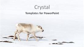  Presentation with north pole - Cool new presentation theme with young-reindeer-rangifer-tarandus-walks backdrop and a cool aqua colored foreground