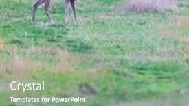  Presentation with world heritage - PPT theme consisting of young-roe-deer and a seafoam green colored foreground